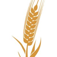 wheat-ears-food-plant-agriculture-icon-vector-10107935